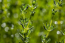 thymes,草本植物,調料