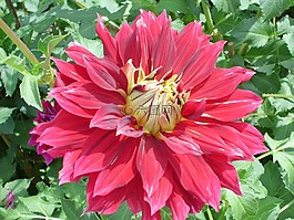 raghavendra,开花,花