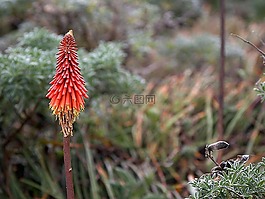 花,維拉,蘆薈