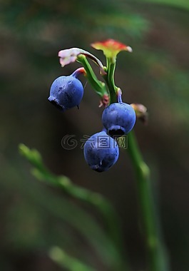 蓝莓,浆果,森林