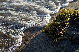水,海灘,砂