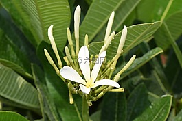 chafa花,champa花,雞蛋花