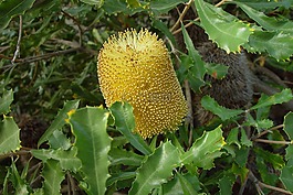開花,黃色,花
