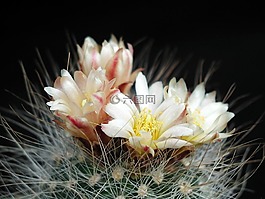 荊棘,大,鐵絲網(wǎng)
