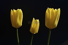 花,郁金香,黃色