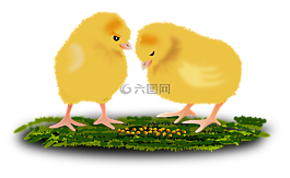 動(dòng)物,鳥類,小雞