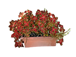 彩葉,植物,紅色斗篷