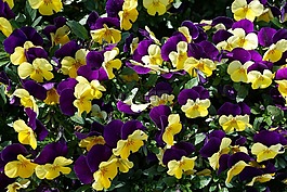 潘茜,紫,花