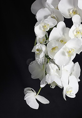 蘭花,花卉,植物