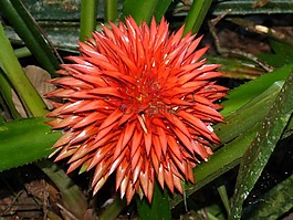 凤梨,花,开花
