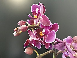 蘭花,花卉,性質(zhì)
