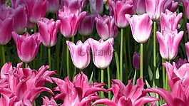 郁金香,花,花園