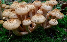 蘑菇,蜜环菌,蘑菇收集