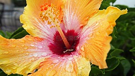 花,黃色花,自然