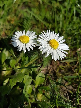花,關(guān)閉,夏季