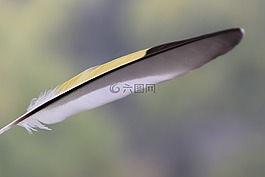 鳥,自然,動物