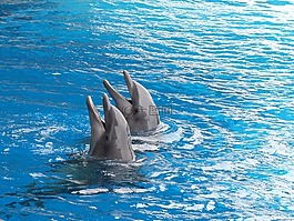 海豚,鯨魚,海洋哺乳動(dòng)物