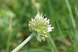 開(kāi)花蔬菜,蔥,蔬菜