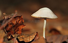 蘑菇,葉子,森林