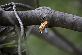 性質(zhì),戶外活動(dòng),野生動(dòng)物