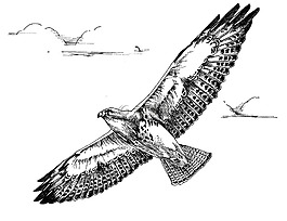 飛行,鳥,鷹