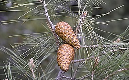性質(zhì),樹,縫針