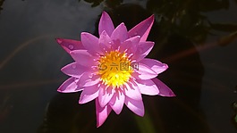 莲花,紫色,花