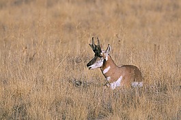 peninsularis,美國(guó)文化,antilocapra