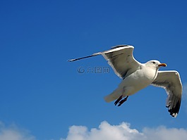 海鷗,天空,飛行