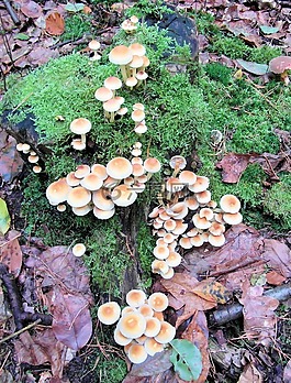 蘑菇,海綿,樹樁