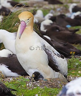 albatrus,phoebastria,小雞