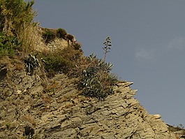 植物,利古里亞,五漁村
