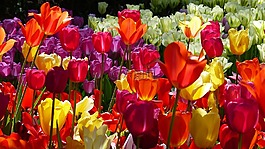 郁金香,花,花園