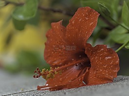 芙蓉,花,植物
