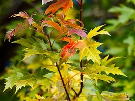 葉,楓樹,紅葉