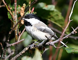 鳥,四十雀,為上限