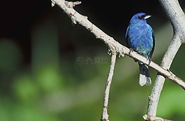 枝杈,棲木,鳥(niǎo)