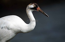 美國(guó)文化,天鶴座,鳥(niǎo)