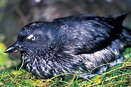 鳥,cassins,海雀