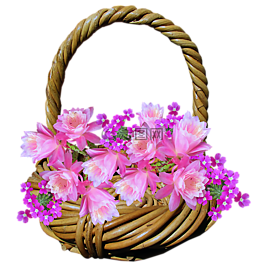 籃,鮮花,仙人掌