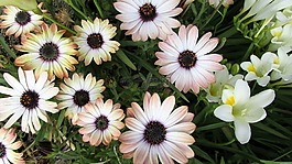 太陽(yáng)雛菊,花園,植物