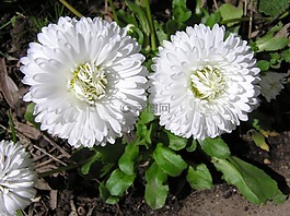 雛菊,白,花園
