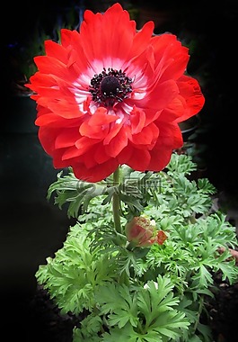 銀蓮花,雙,紅色