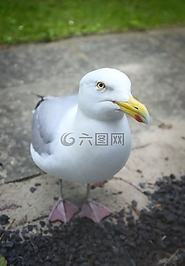 鳥,水禽,動(dòng)物