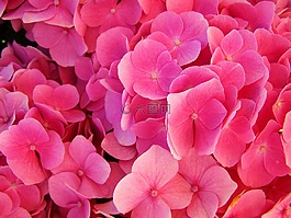 绣球花,粉红色的花圃,夏天花