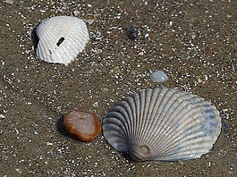 沙,貝殼,海灘