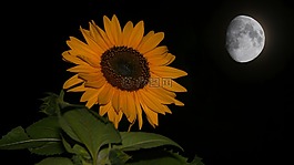 太陽花,夜,月球