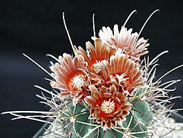 仙人掌,鮮花,植物