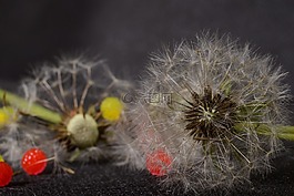 蒲公英,鮮花,靜物