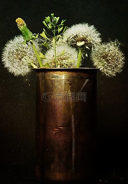 蒲公英,靜物,鮮花